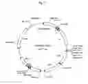 Fig. 06 - hERG channel-expressing cell