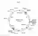 Fig. 07 - hERG channel-expressing cell