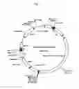 Fig. 08 - hERG channel-expressing cell