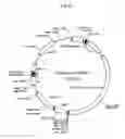 Fig. 09 - hERG channel-expressing cell