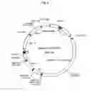 Fig. 10 - hERG channel-expressing cell
