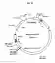 Fig. 12 - hERG channel-expressing cell