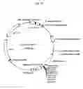 Fig. 13 - hERG channel-expressing cell