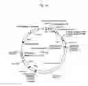Fig. 15 - hERG channel-expressing cell
