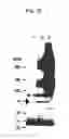 Fig. 16 - hERG channel-expressing cell
