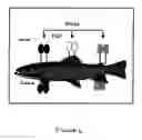 Fig. 02 - Method for determining fish composition using bioelectrical impedance analysis