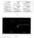 Fig. 02 - Method for study of the genetic and functional variability of HIV and kit for using it