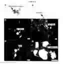 Fig. 04 - Biofunctional magnetic nanoparticles for pathogen detection