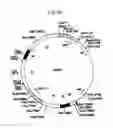Fig. 46 - Method of detecting antibodies to HCV