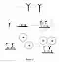 Fig. 03 - Cell-based microarrays, and methods for their preparation and use