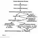 Fig. 06 - Transcription factor target gene discovery