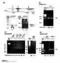 Fig. 08 - Transcription factor target gene discovery