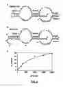 Fig. 08 - DNA enzymes