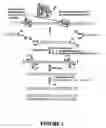Fig. 04 - Method of preparing dna fragments and applications thereof