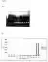 Fig. 07 - Novel method for diagnosing pathogens of sexually transmitted diseases