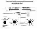 Fig. 01 - Non-in situ hybridization method for detecting chromosomal abnormalities
