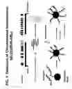 Fig. 02 - Non-in situ hybridization method for detecting chromosomal abnormalities