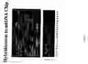 Fig. 07 - Methods of enzymatic discrimination enhancement and surface bound double-stranded DNA