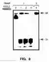 Fig. 19 - Cleavage of nucleic acids
