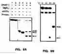 Fig. 20 - Cleavage of nucleic acids