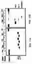 Fig. 22 - Cleavage of nucleic acids