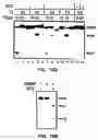Fig. 24 - Cleavage of nucleic acids