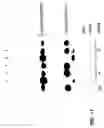 Fig. 29 - Cleavage of nucleic acids