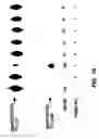 Fig. 30 - Cleavage of nucleic acids