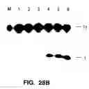Fig. 43 - Cleavage of nucleic acids
