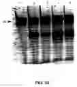 Fig. 50 - Cleavage of nucleic acids