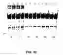 Fig. 57 - Cleavage of nucleic acids