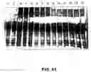 Fig. 59 - Cleavage of nucleic acids
