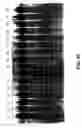Fig. 60 - Cleavage of nucleic acids
