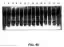 Fig. 61 - Cleavage of nucleic acids