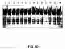Fig. 65 - Cleavage of nucleic acids