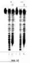 Fig. 70 - Cleavage of nucleic acids