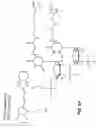 Fig. 71 - Cleavage of nucleic acids