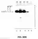 Fig. 76 - Cleavage of nucleic acids