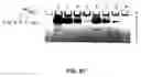 Fig. 77 - Cleavage of nucleic acids