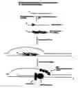 Fig. 01 - Methods for nucleic acid manipulation