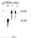 Fig. 04 - Compositions and methods for accomplishing nucleotide depletion
