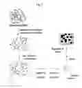Fig. 03 - Analysis of methylation using nucleic acid arrays