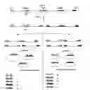 Fig. 05 - Analysis of methylation using nucleic acid arrays