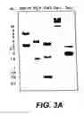 Fig. 06 - Cloning, sequencing and expression of a gene encoding an eukaryotic amino acid racemase, and diagnostic, therapeutic, and vaccination applications of parasite and viral mitogens