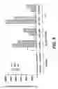 Fig. 20 - Cloning, sequencing and expression of a gene encoding an eukaryotic amino acid racemase, and diagnostic, therapeutic, and vaccination applications of parasite and viral mitogens