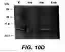 Fig. 24 - Cloning, sequencing and expression of a gene encoding an eukaryotic amino acid racemase, and diagnostic, therapeutic, and vaccination applications of parasite and viral mitogens