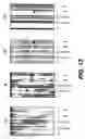 Fig. 27 - Cloning, sequencing and expression of a gene encoding an eukaryotic amino acid racemase, and diagnostic, therapeutic, and vaccination applications of parasite and viral mitogens
