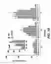 Fig. 02 - Cloning, sequencing and expression of a gene encoding an eukaryotic amino acid racemase, and diagnostic, therapeutic, and vaccination applications of parasite and viral mitogens