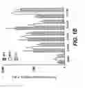 Fig. 03 - Cloning, sequencing and expression of a gene encoding an eukaryotic amino acid racemase, and diagnostic, therapeutic, and vaccination applications of parasite and viral mitogens