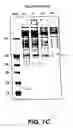 Fig. 04 - Cloning, sequencing and expression of a gene encoding an eukaryotic amino acid racemase, and diagnostic, therapeutic, and vaccination applications of parasite and viral mitogens
